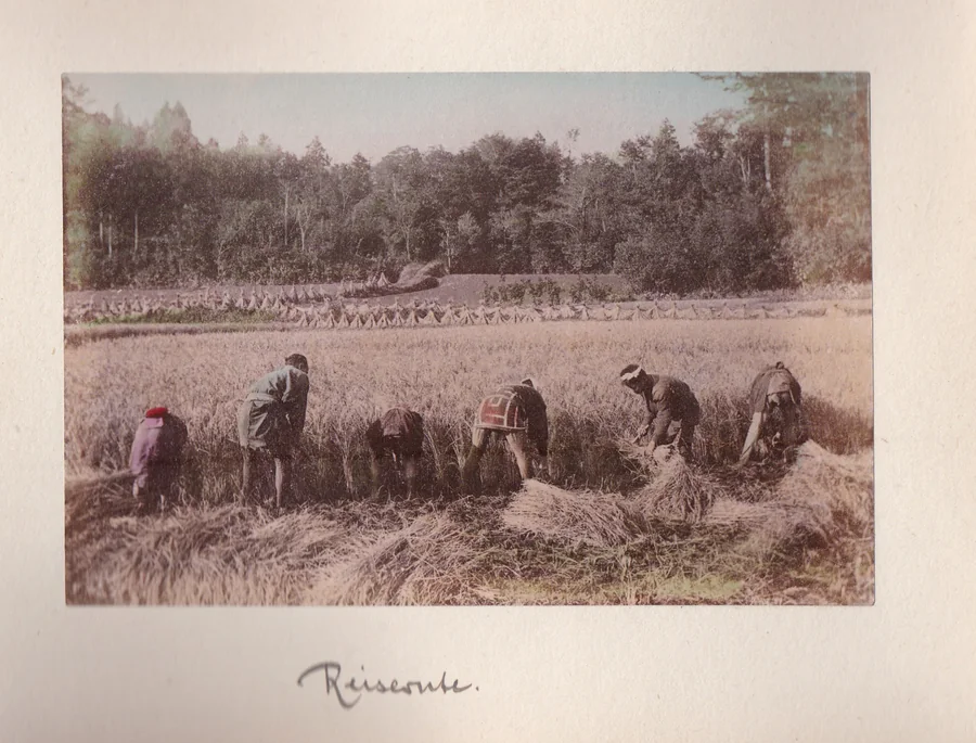 Rice harvest in rural Japan - agriculture, daily life and historical photography from the Meiji period. - Rice harvest in Meiji Japan - Paul Ritter archive.