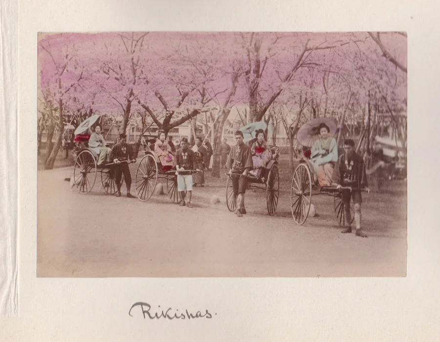 Yokohama rickshaws under cherry blossoms - everyday transport, sakura and urban life in Meiji Japan. - Yokohama rickshaws and cherry blossoms - Paul Ritter archive.