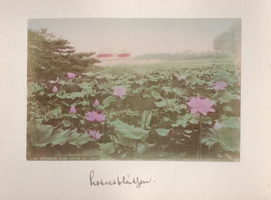 Tokyo garden scene - Ueno, Mukojima, lotus, iris and Japanese landscape culture around 1900. - Tokyo gardens and Japanese landscape - Paul Ritter archive.